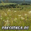 pakshenga_2011_24_ 